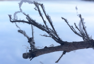 icy-branch